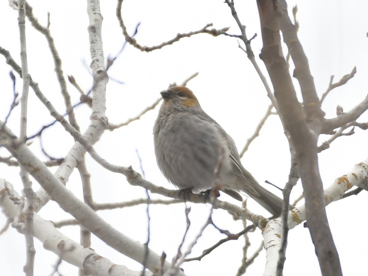 Pine Grosbeak - ML613921750