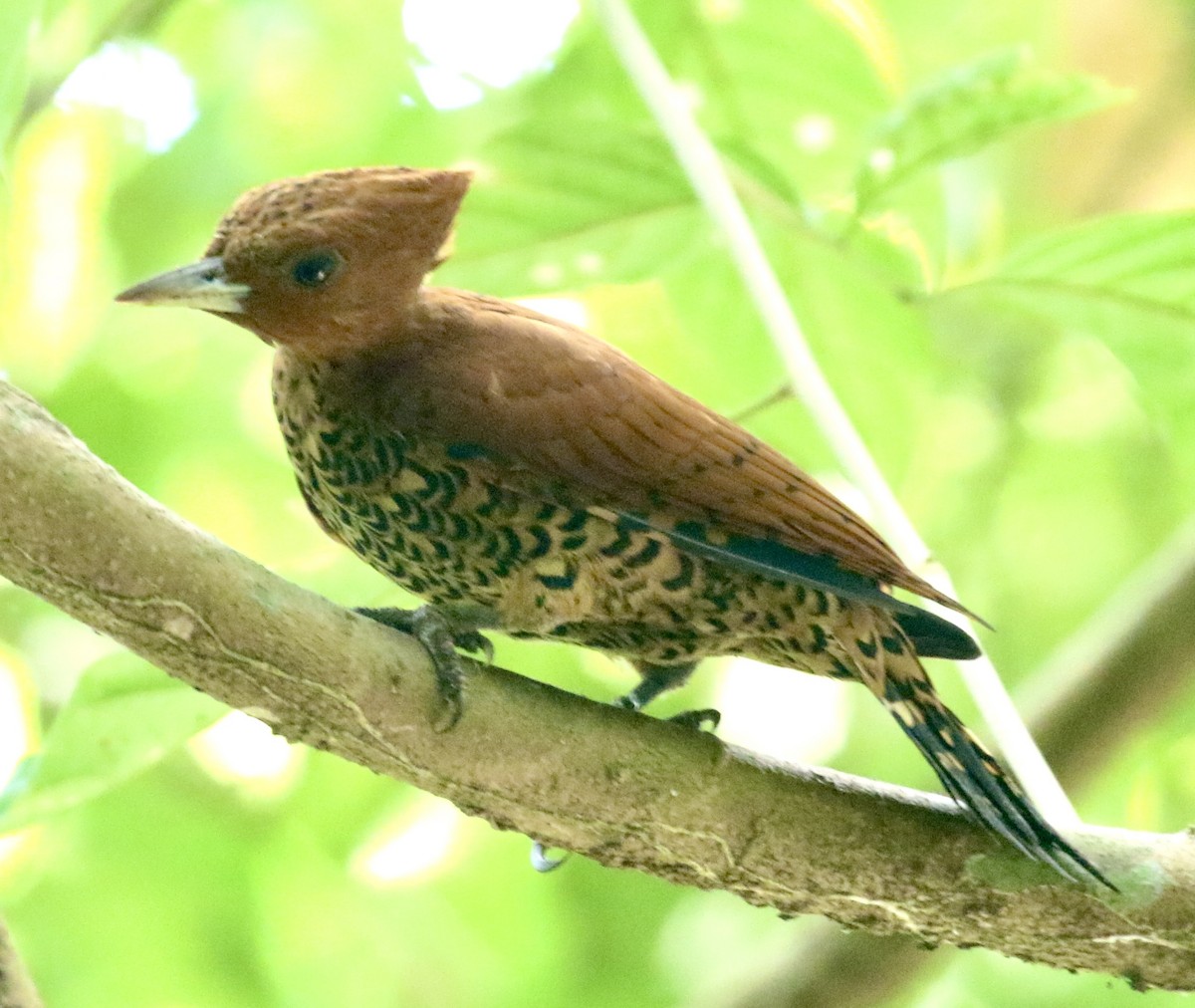 Cinnamon Woodpecker - ML613921761