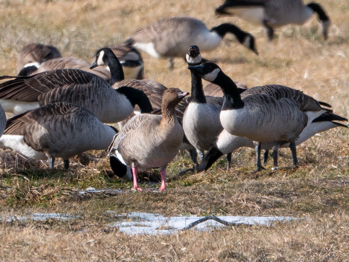 Pink-footed Goose - ML613921817