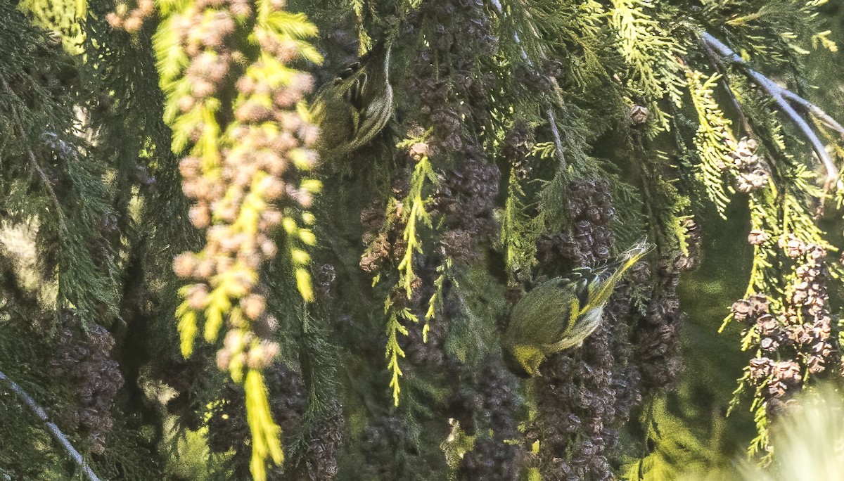 Eurasian Siskin - ML613921872