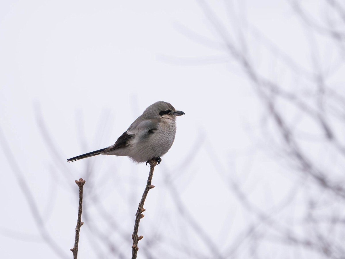 Northern Shrike - Natalie Barkhouse-Bishop