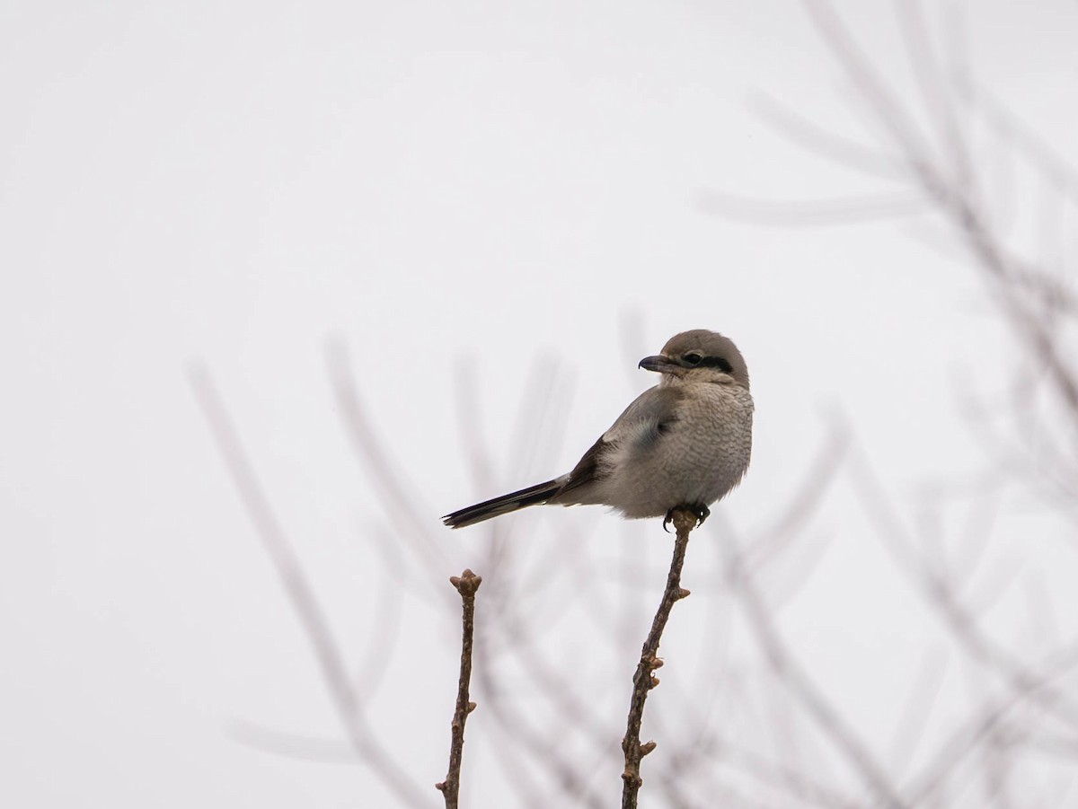 Northern Shrike - ML613921876