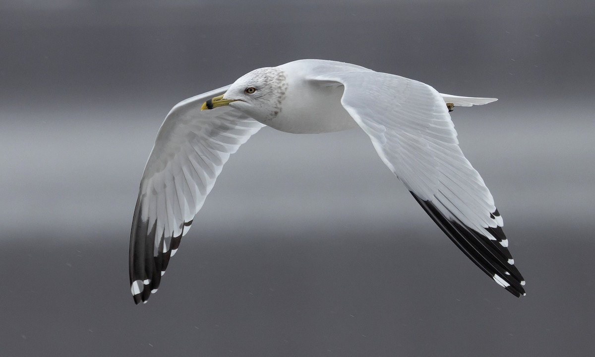 Ring-billed Gull - ML613921897