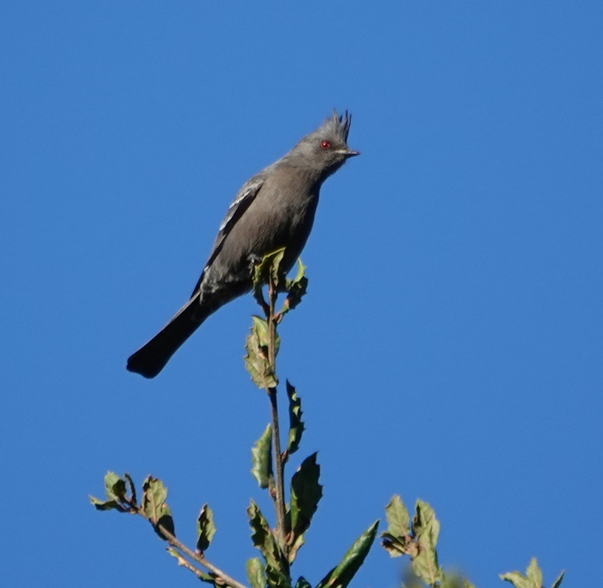 Phainopepla - ML613921979