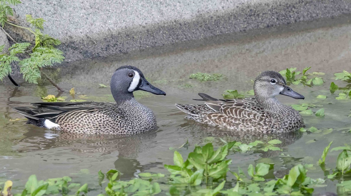 Blue-winged Teal - ML613922015