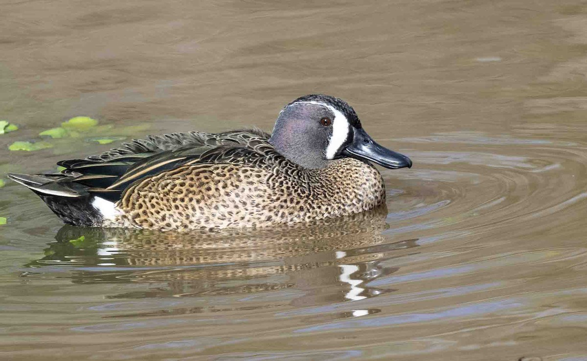 Blue-winged Teal - ML613922021