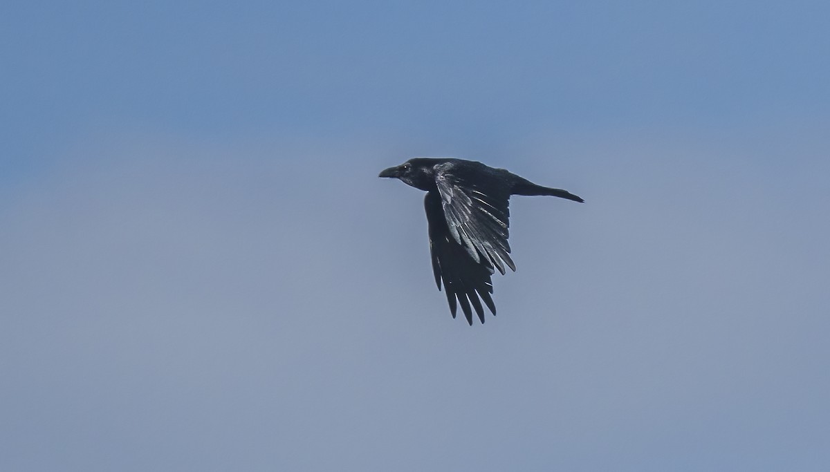Common Raven - ML613922024
