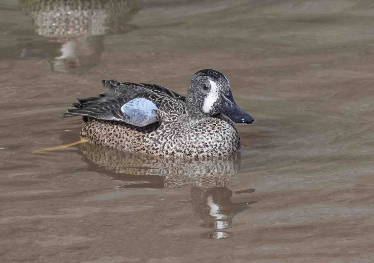 Blue-winged Teal - ML613922025