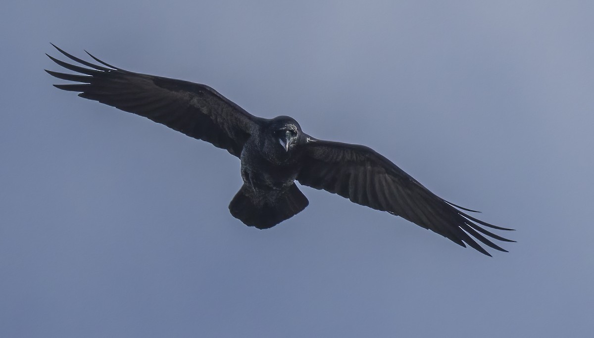 Common Raven - ML613922035