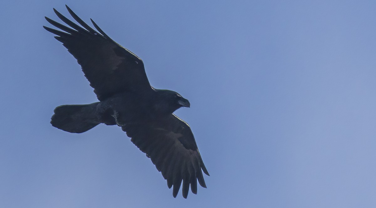 Common Raven - ML613922037