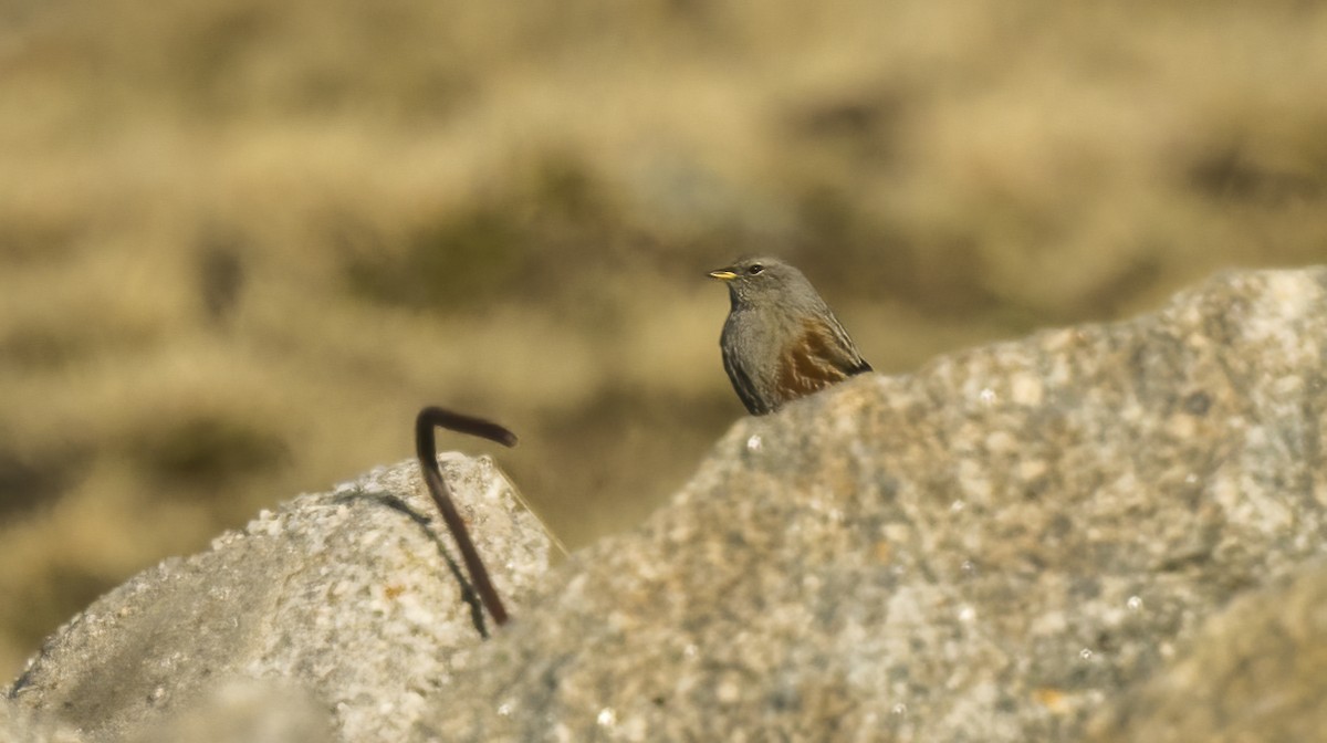 Alpine Accentor - ML613922047