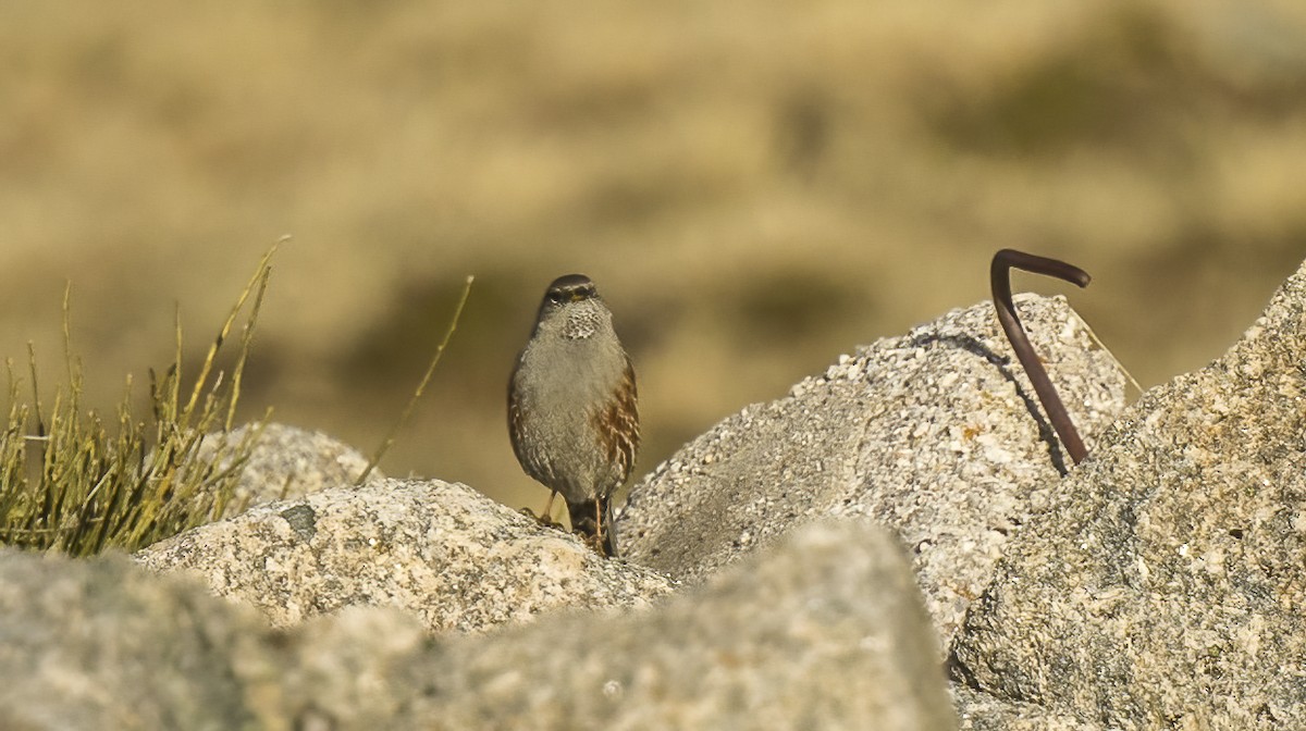 Alpine Accentor - ML613922048