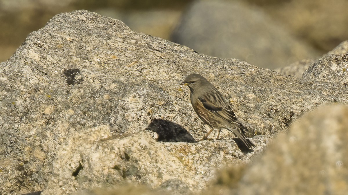 Alpine Accentor - ML613922050