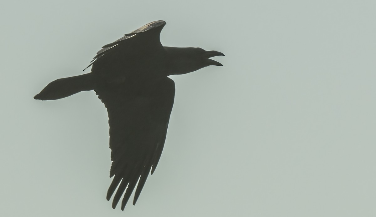 Common Raven - ML613922058