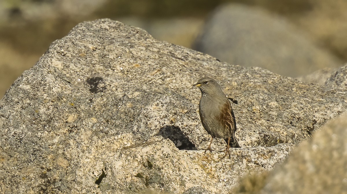 Alpine Accentor - ML613922079