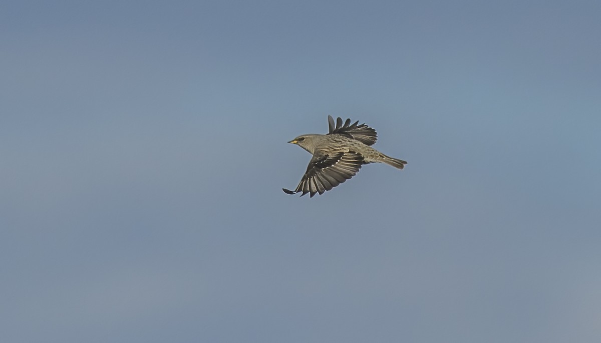 Alpine Accentor - ML613922081