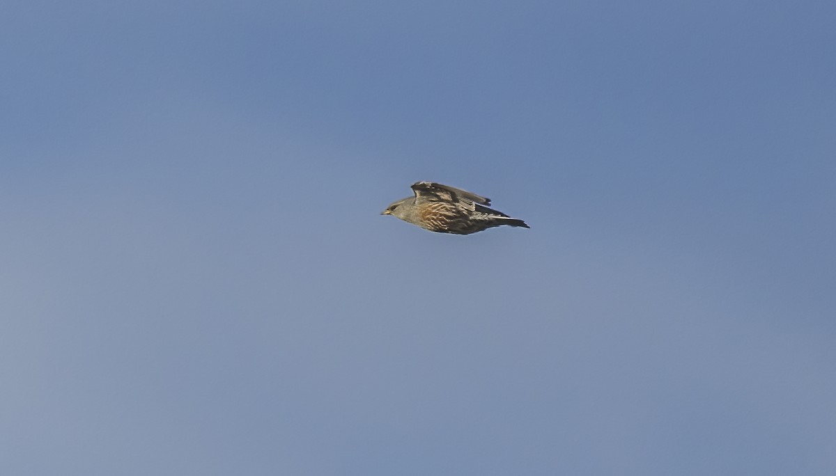 Alpine Accentor - ML613922082