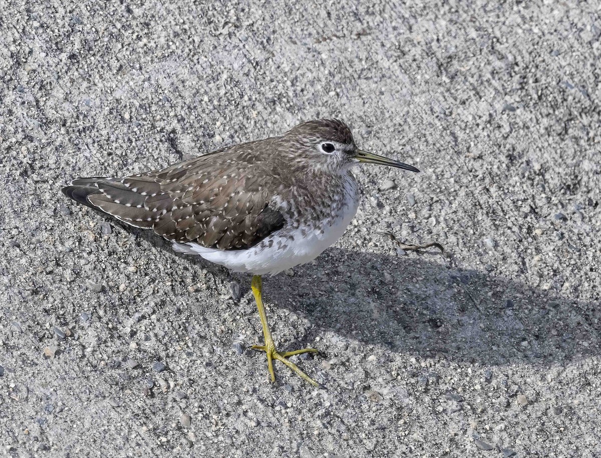 Solitary Sandpiper - Mel Senac