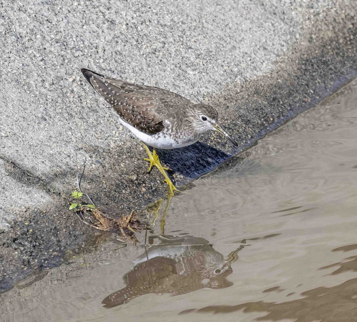 Solitary Sandpiper - ML613922096