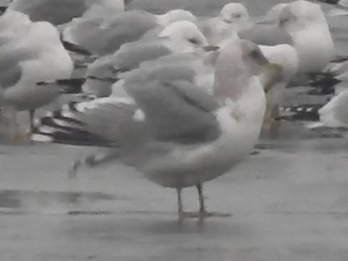 Iceland Gull (Thayer's) - Reanna Thomas