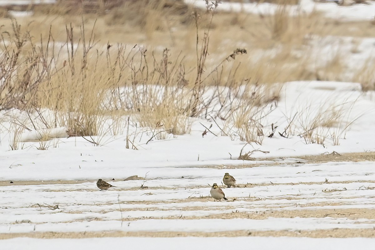 Lapland Longspur - ML613922156