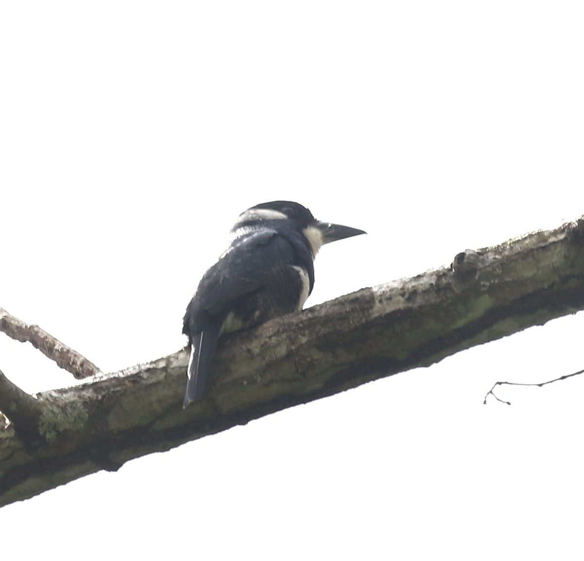 Black-breasted Puffbird - ML613922264