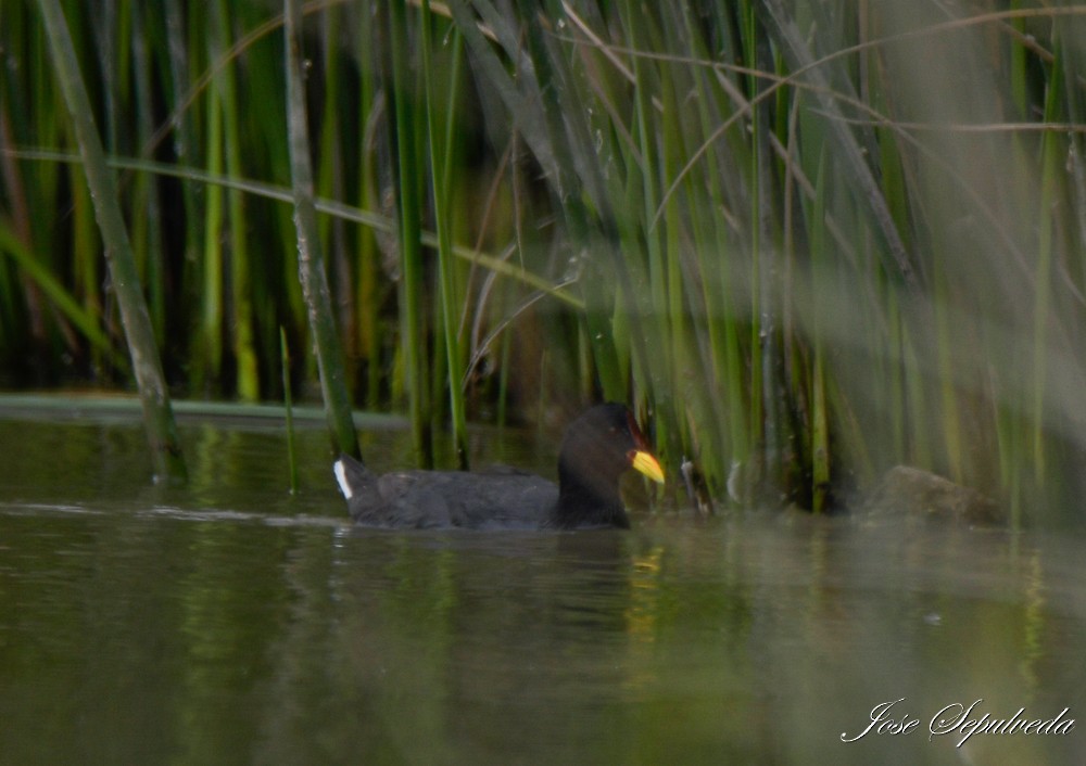 Red-fronted Coot - ML613922269