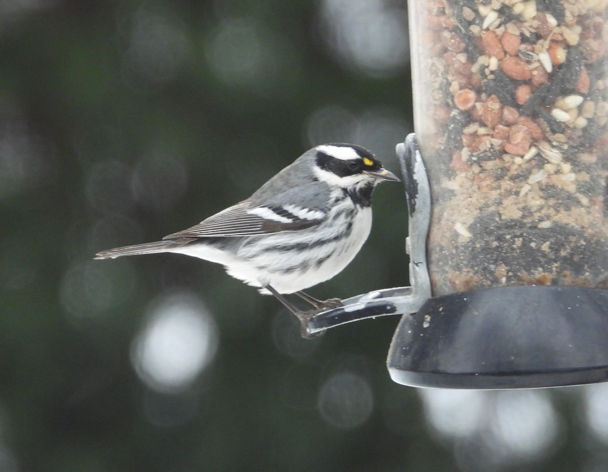 Black-throated Gray Warbler - ML613922323