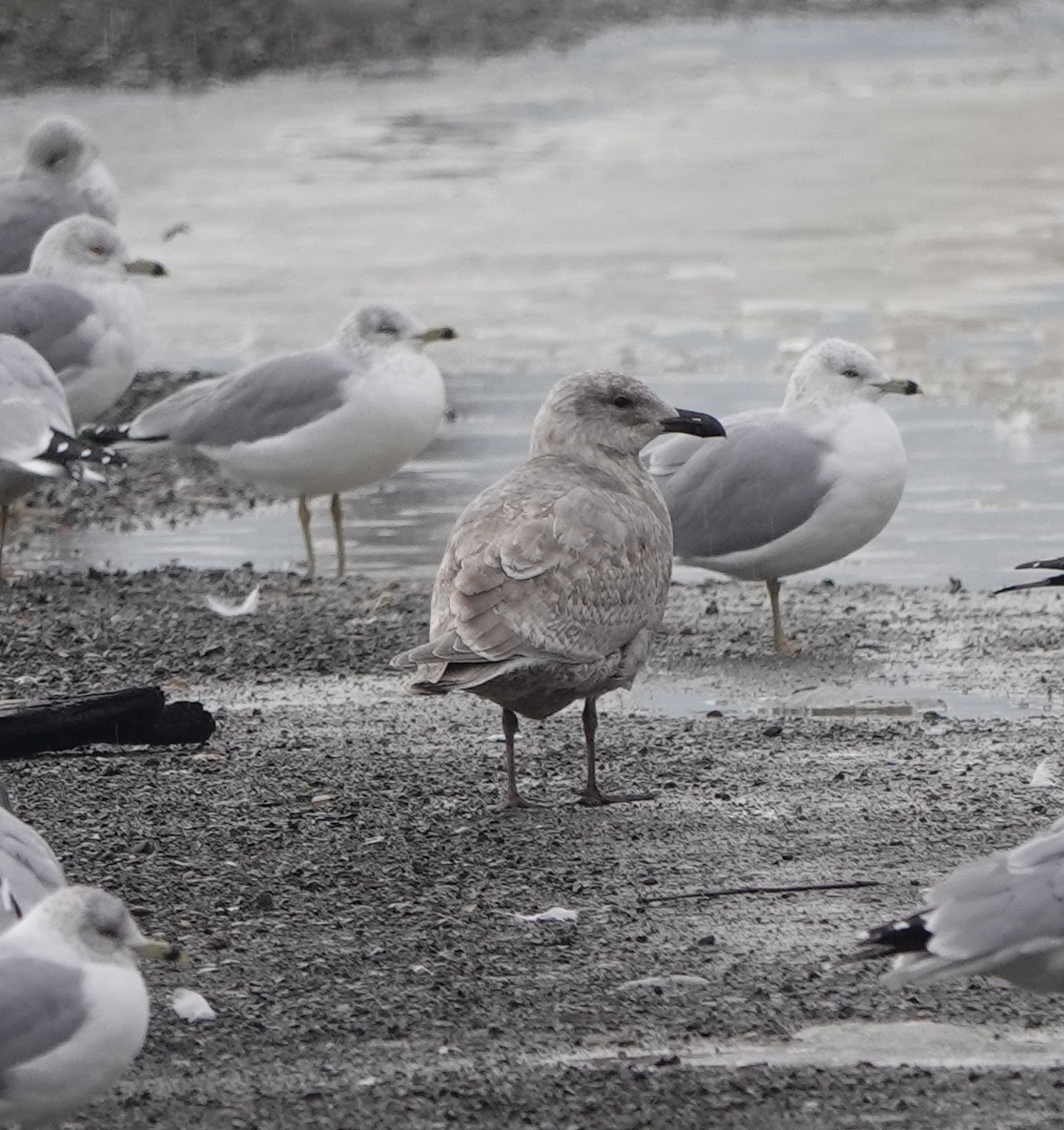 Glaucous-winged Gull - ML613922338