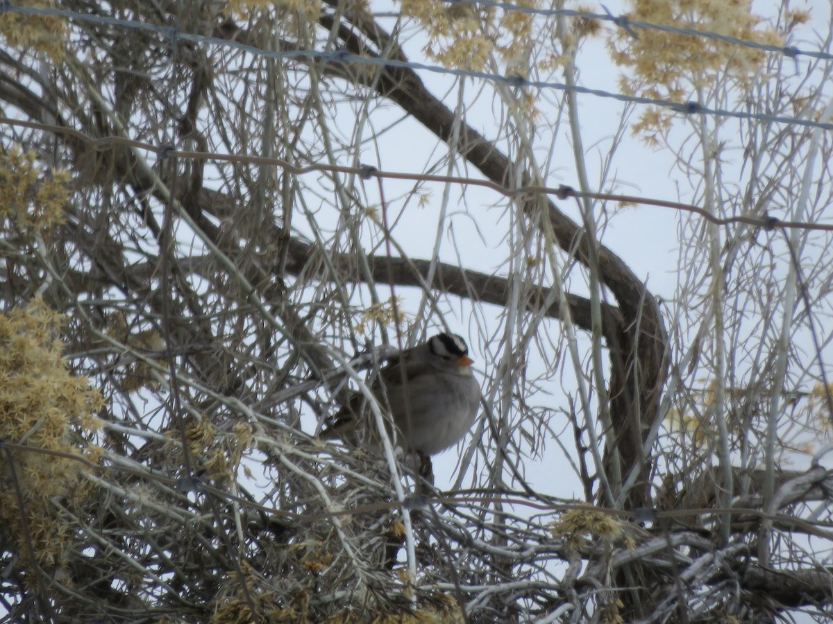 White-crowned Sparrow - ML613922370