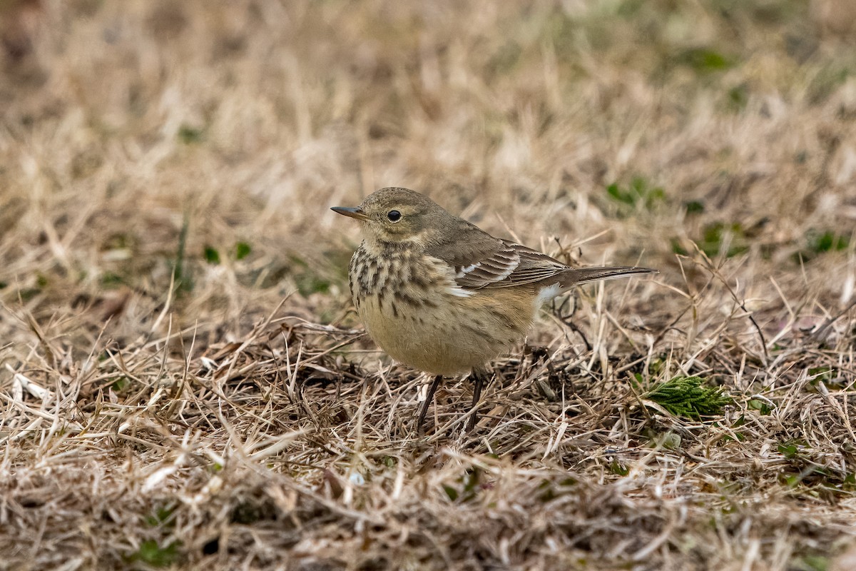 American Pipit - Eric Stone