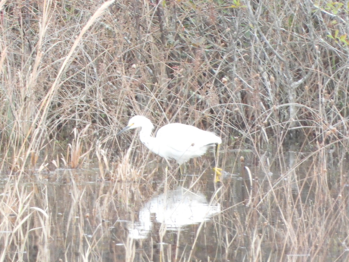 Snowy Egret - ML613922399