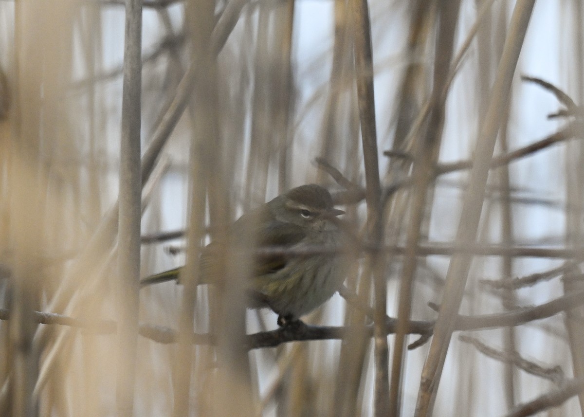 Palm Warbler - ML613922401