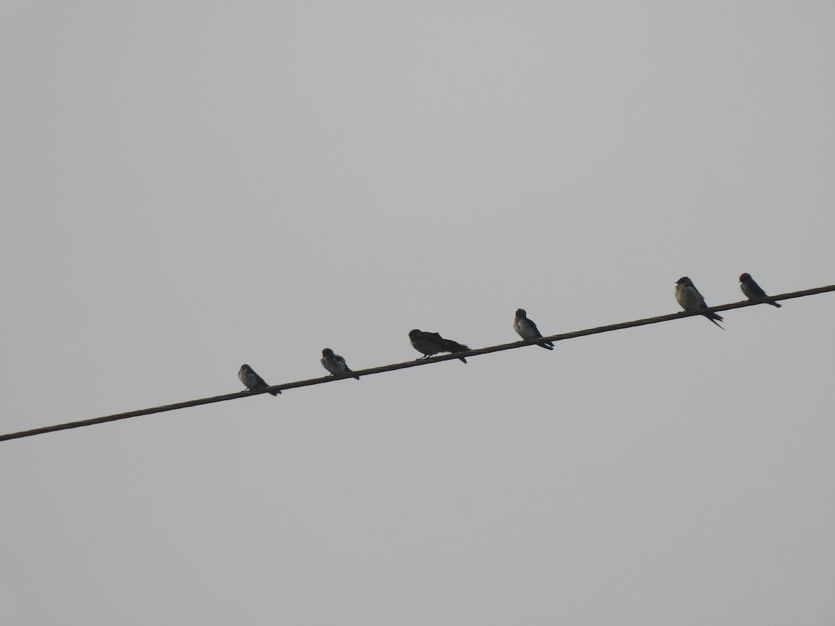 Barn Swallow - ML613922407