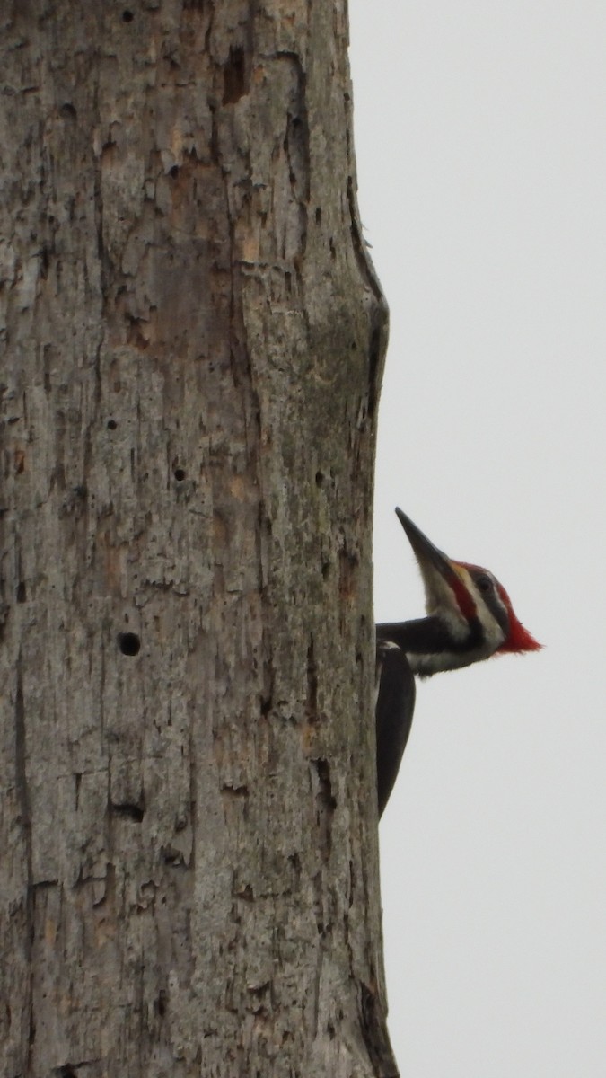 Pileated Woodpecker - Constance Griner