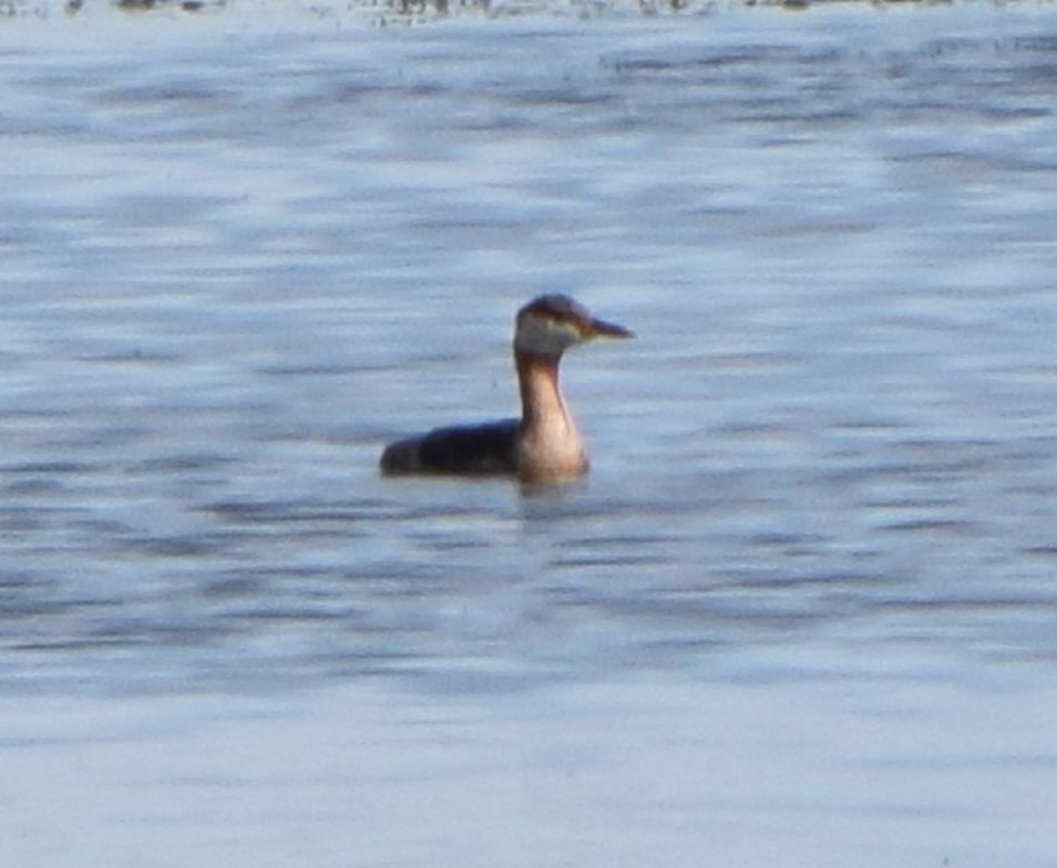 Red-necked Grebe - ML613922418