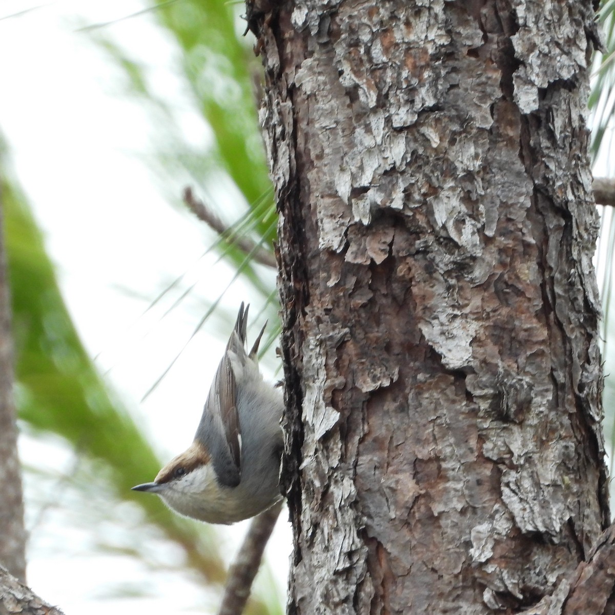 Brown-headed Nuthatch - ML613922420