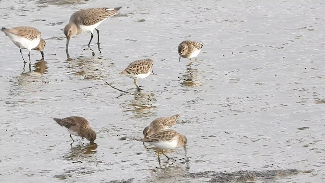 Dunlin - ML613922439