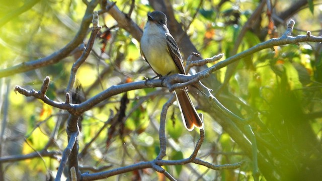 Nutting's Flycatcher - ML613922462