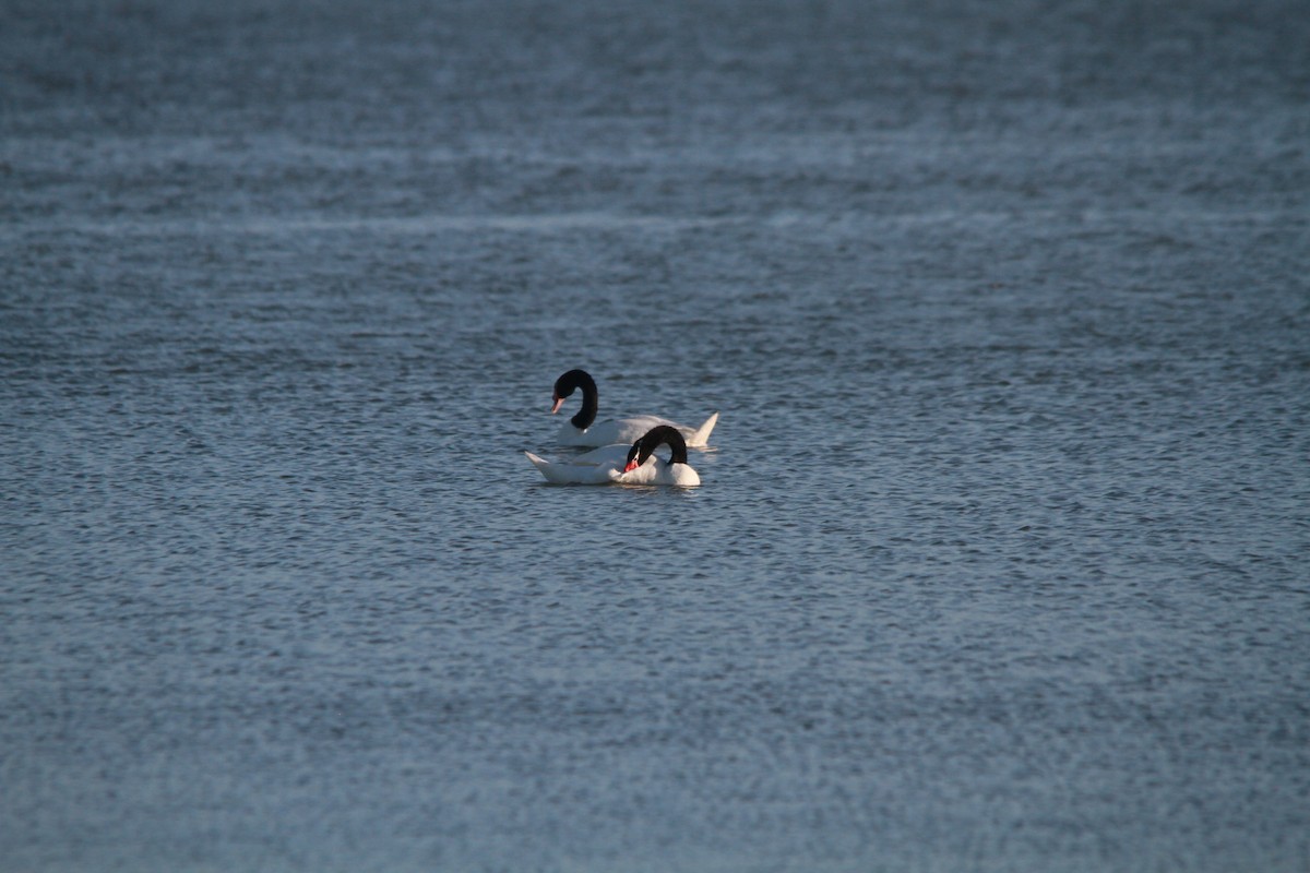 Black-necked Swan - ML613922517