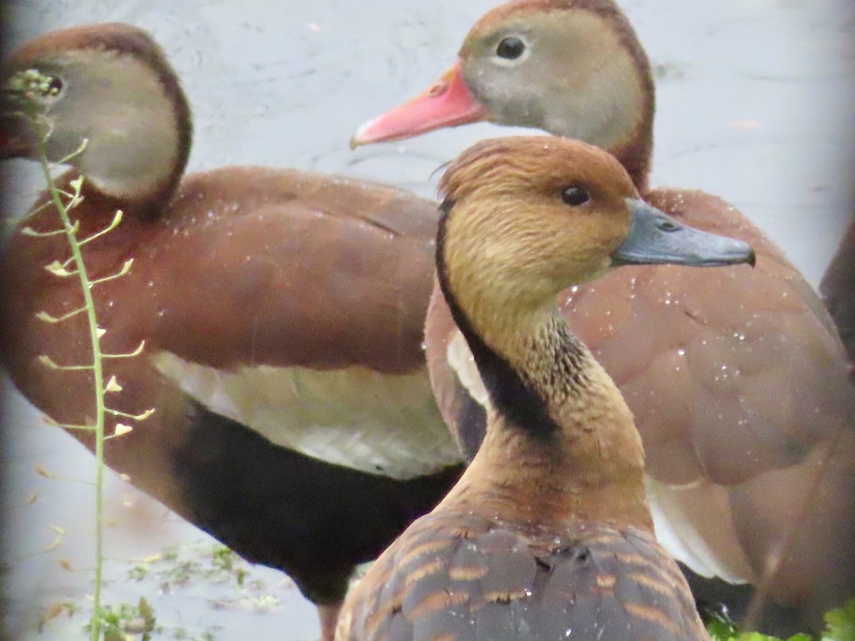 Fulvous Whistling-Duck - ML613922526