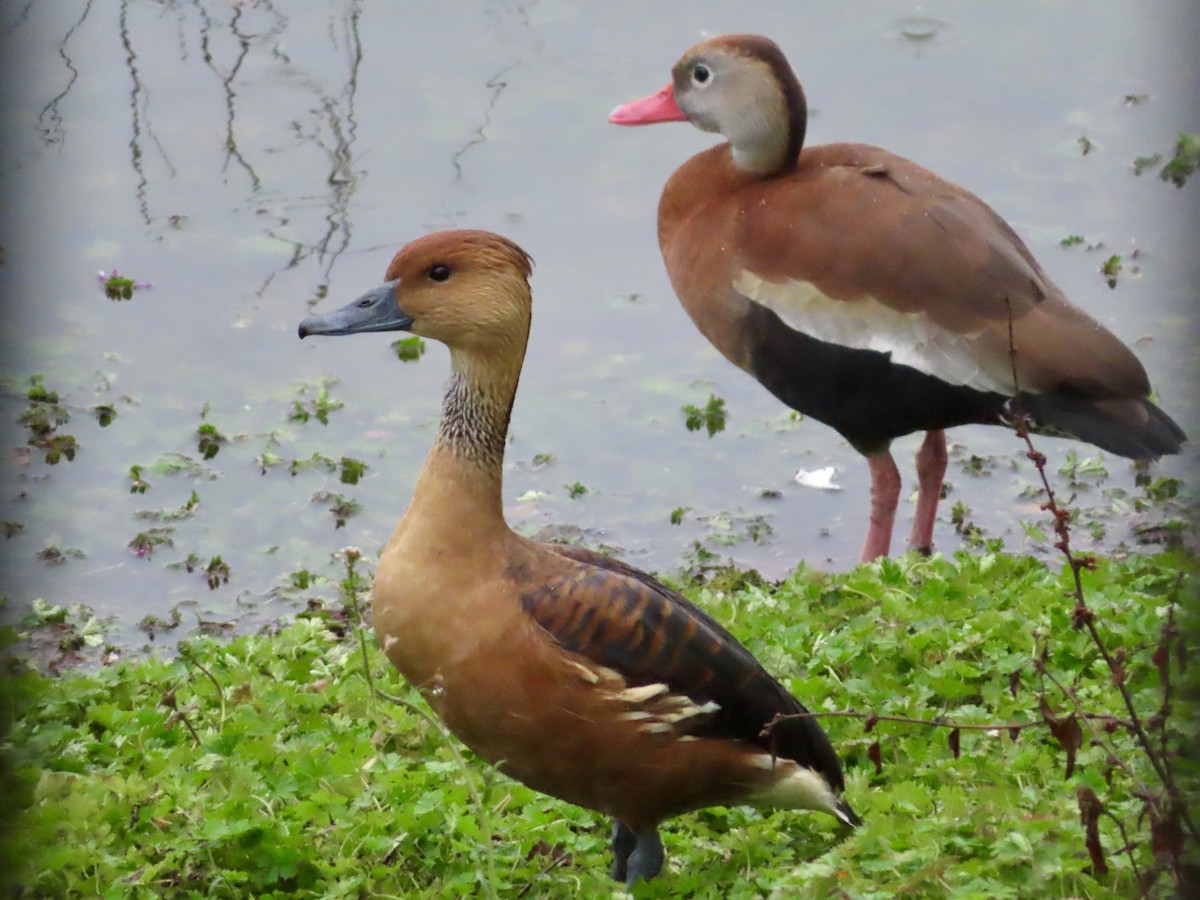 Fulvous Whistling-Duck - ML613922527