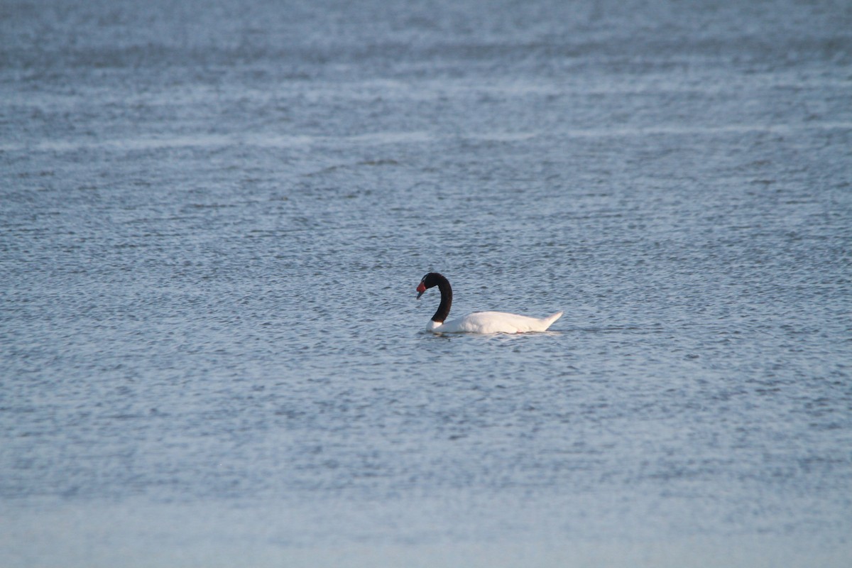 Black-necked Swan - ML613922542
