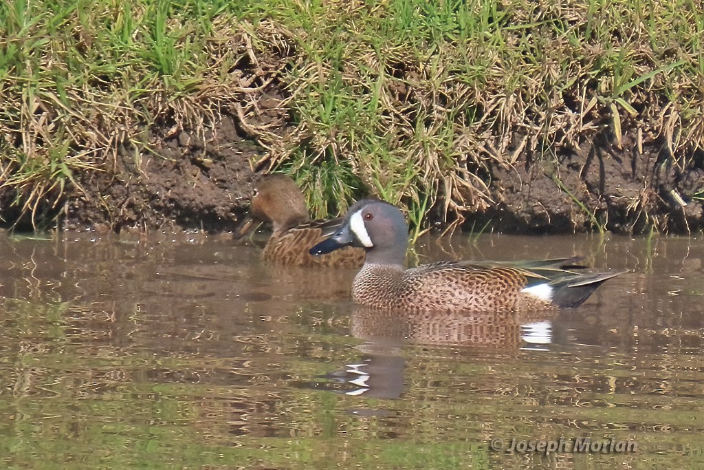 Blue-winged Teal - ML613922579