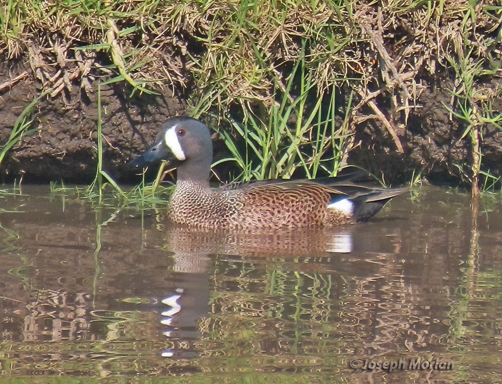 Blue-winged Teal - ML613922580
