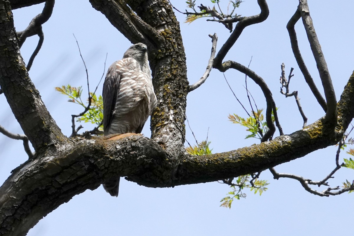 Brown Goshawk - Romuald Mikusek