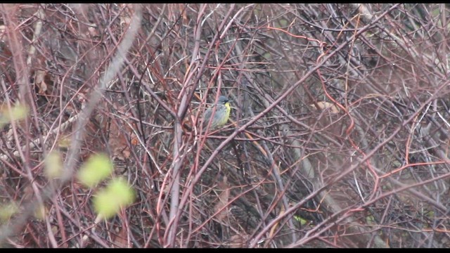 Kirtland's Warbler - ML613922615