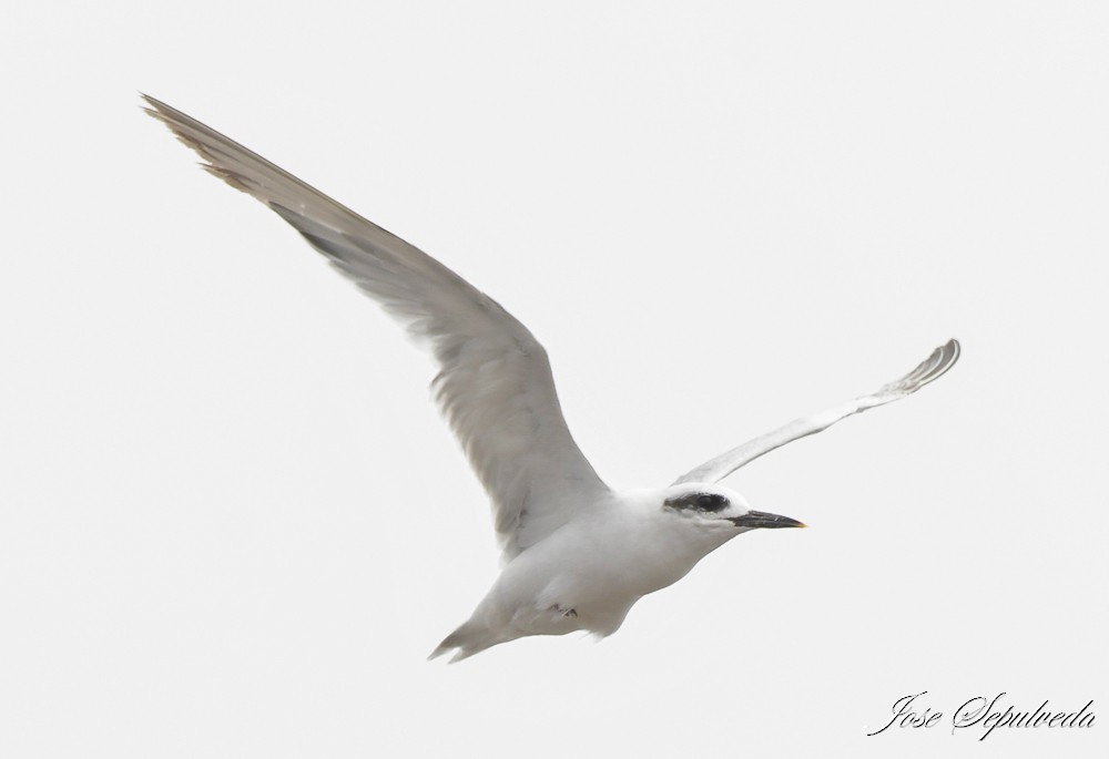 Snowy-crowned Tern - ML613922633