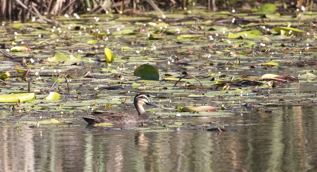 Pacific Black Duck - ML613922641