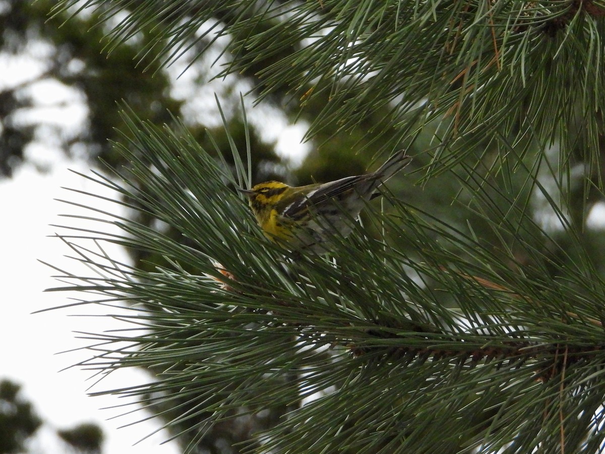 Townsend's Warbler - Tom Marsan-Ryan